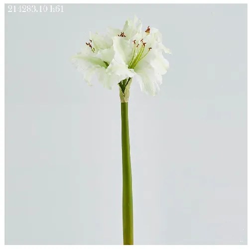 EDG AMARYLLIS REX RAMO H 61