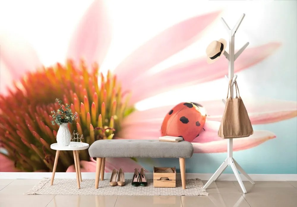 Carta da parati – Coccinella su echinacea