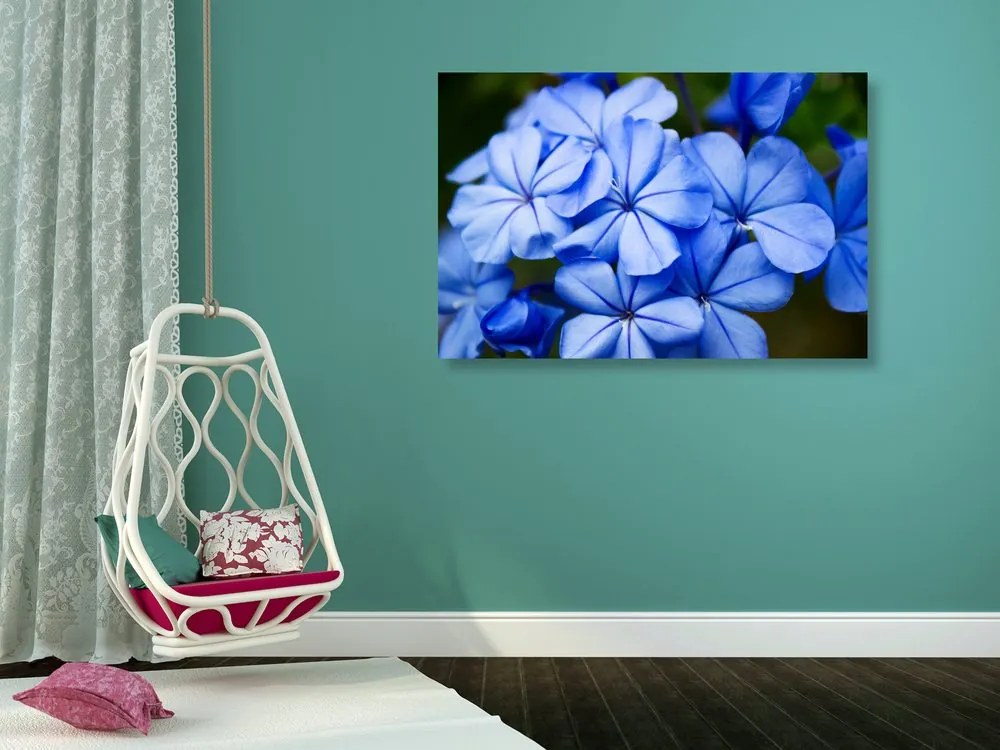 Quadro su tela – Fiori blu selvatici