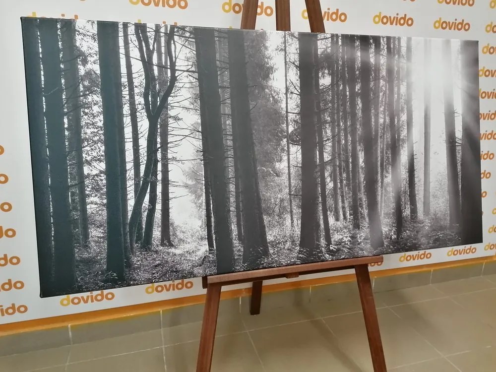Stampa su tela – Foresta inondata di sole in bianco e nero