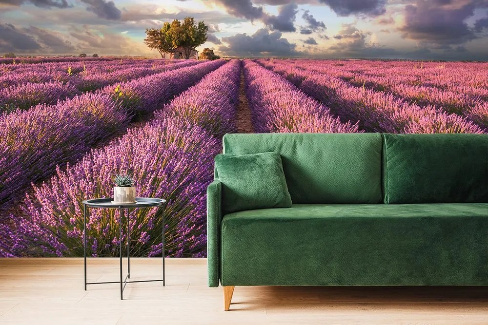 Carta da parati – Terra di campi di lavanda