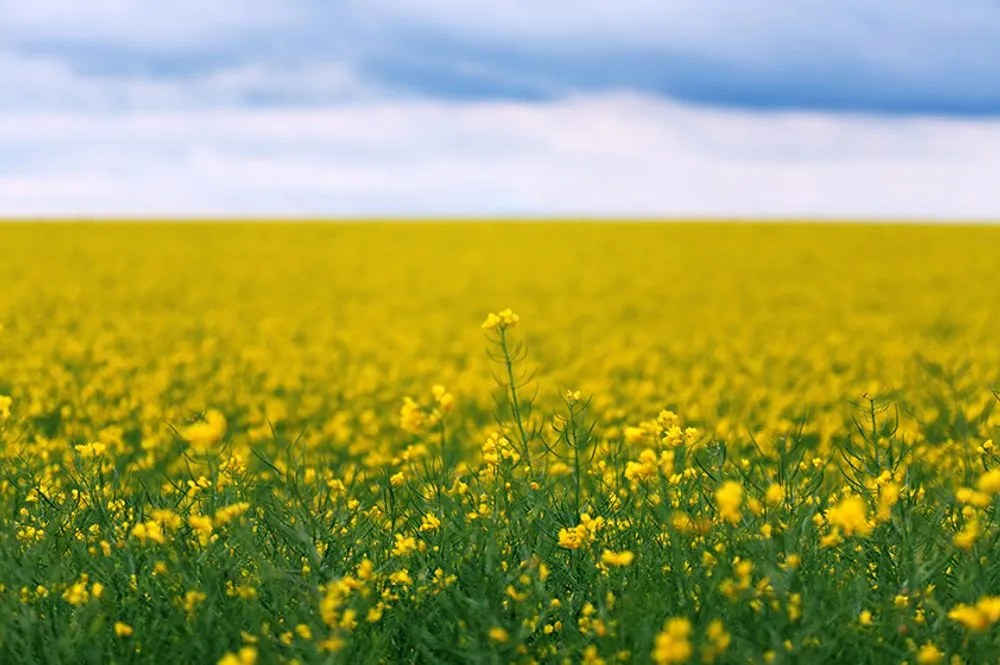 Carta da parati – Campo fiorito giallo