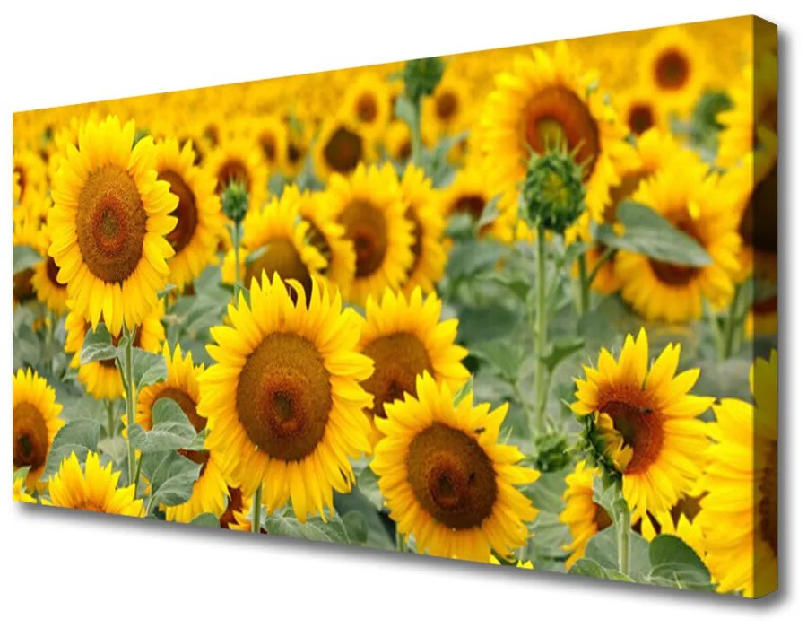 Quadro su tela Girasoli, piante, natura 100x50 cm