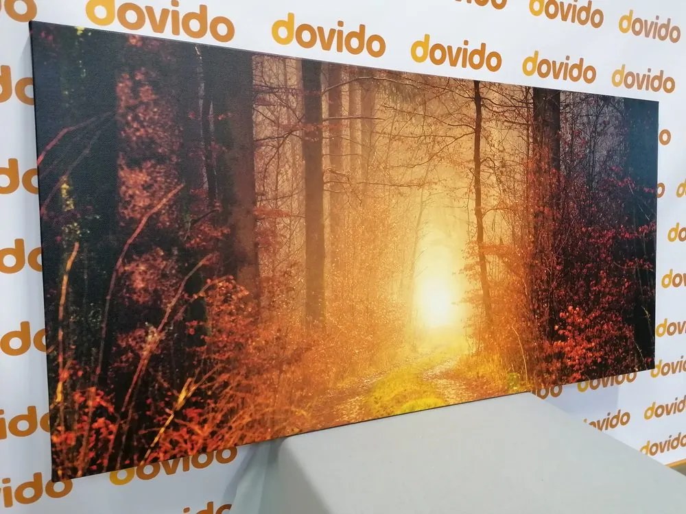 Stampa su tela – Luce nella foresta