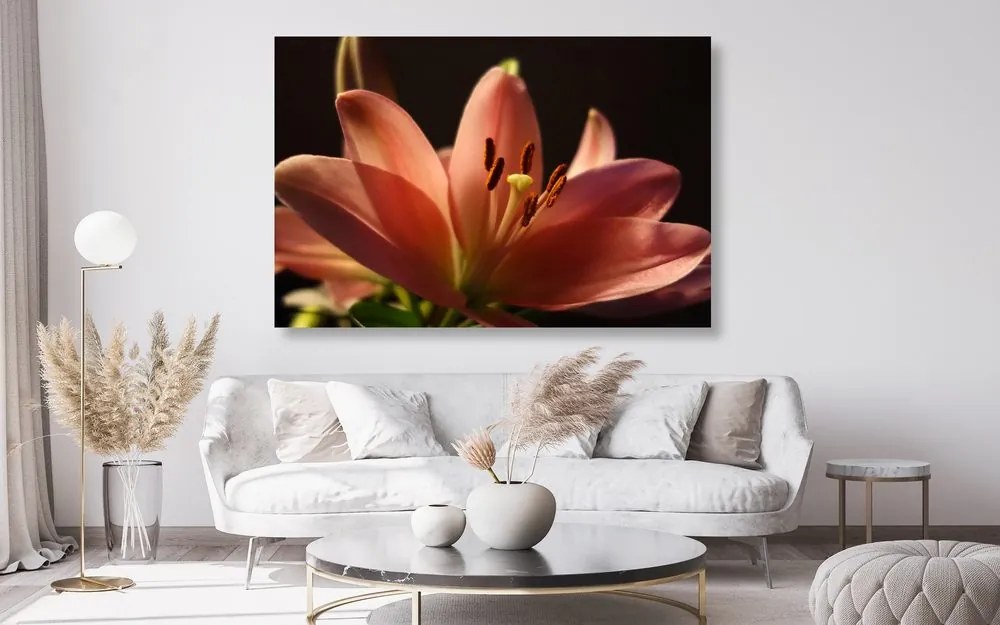 Quadro su tela – Splendido giglio rosa su sfondo nero