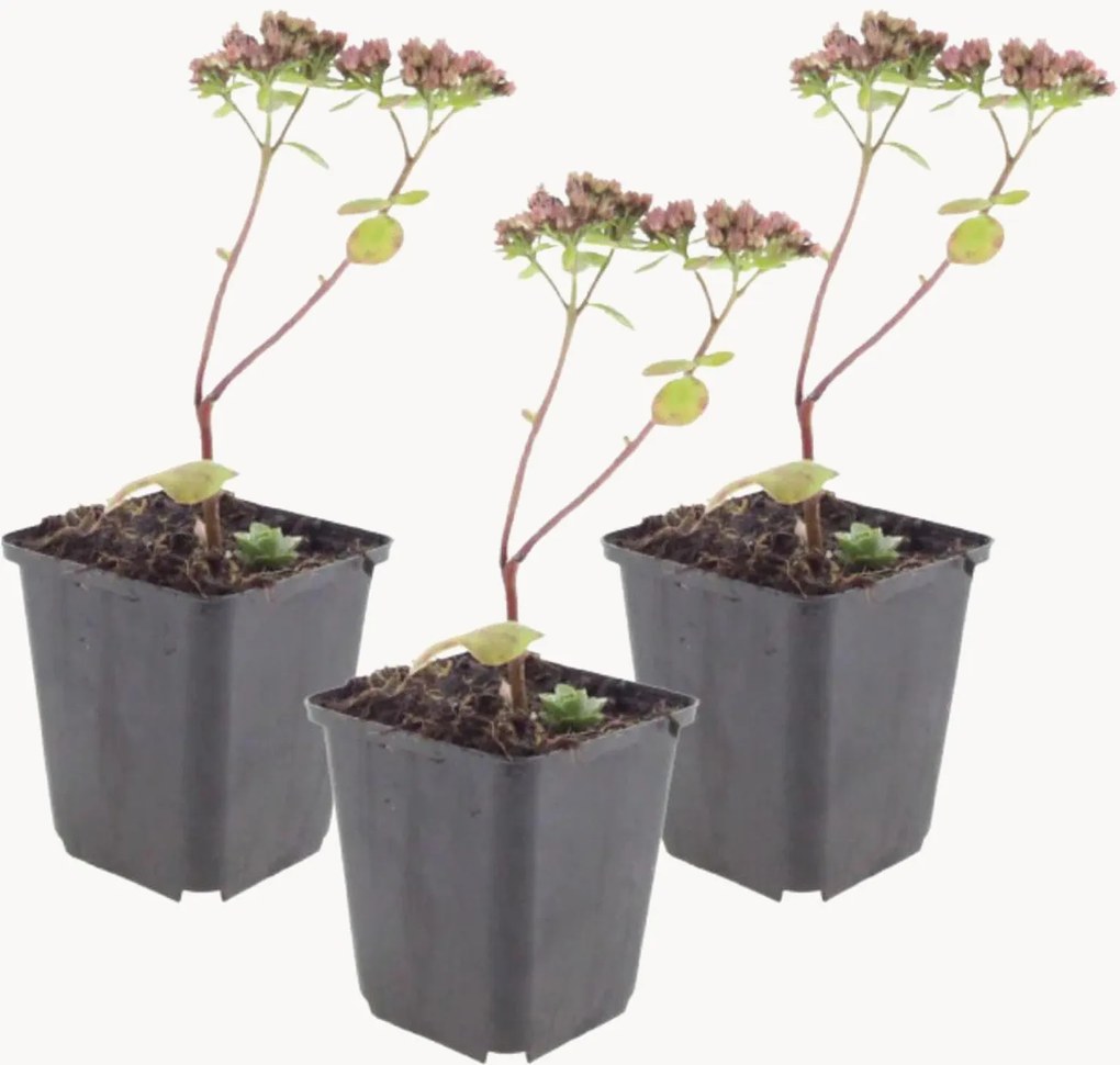 Set di 3 piante vere Stonecrops Sedum Matrona