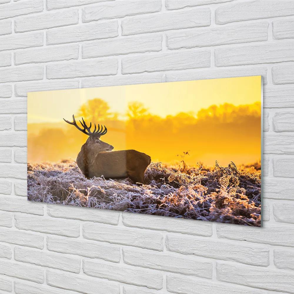 Quadro vetro acrilico Deer Winter Sunrise 100x50 cm