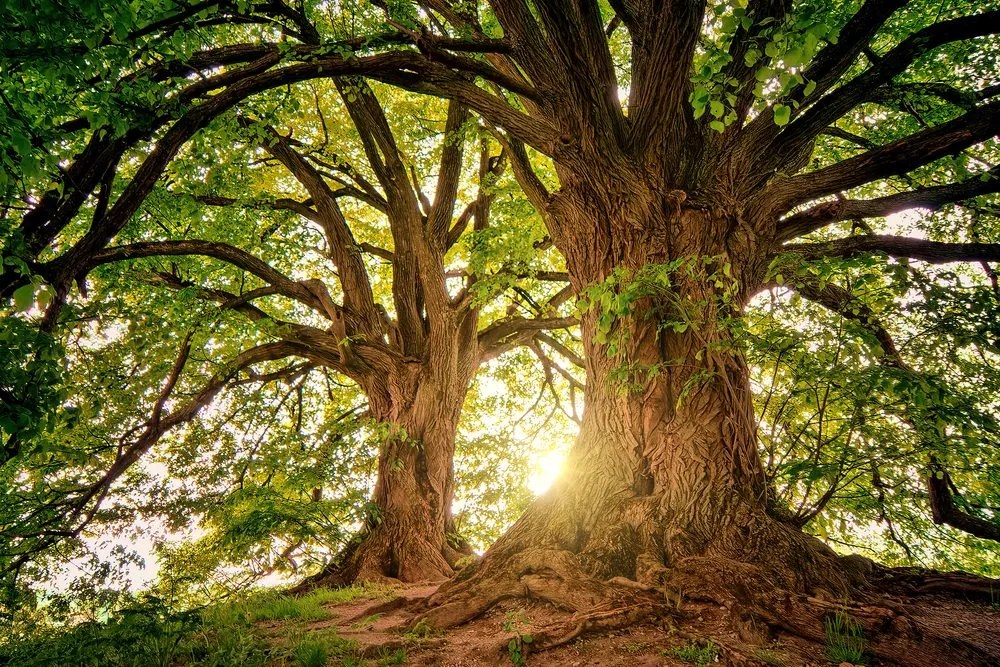 Stampa su tela – Alberi maestosi