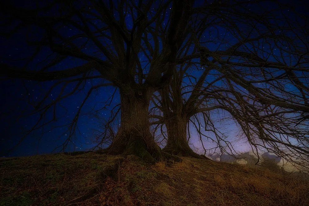 Carta da parati autoadesiva – Alberi nel paesaggio notturno