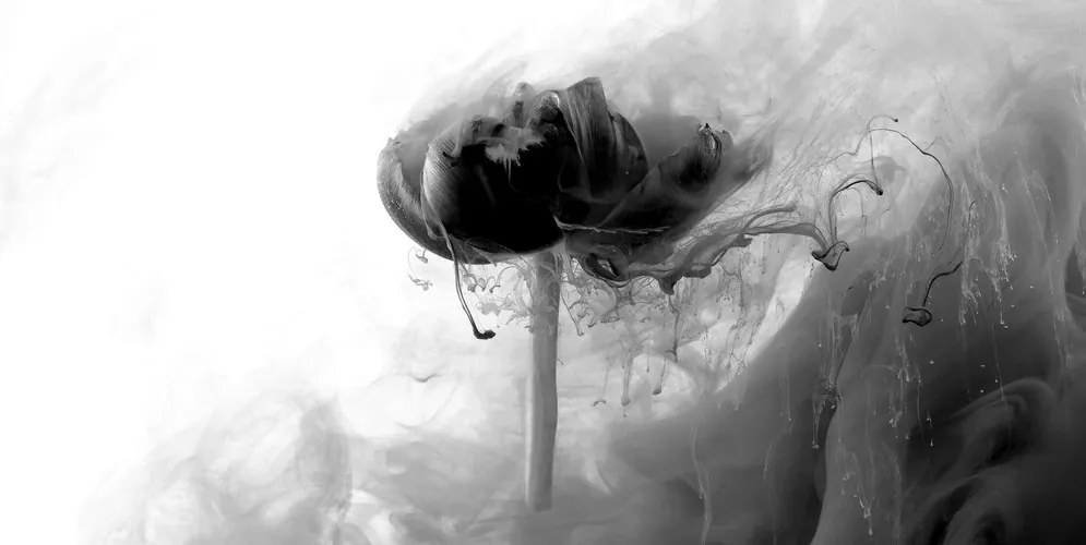 Stampa su tela – Fiore interessante in bianco e nero