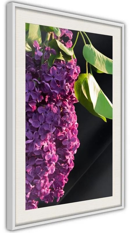 Poster  Violet May  Cornice Quadri Cornice nera, Larghezza x Altezza Home decor 20x30