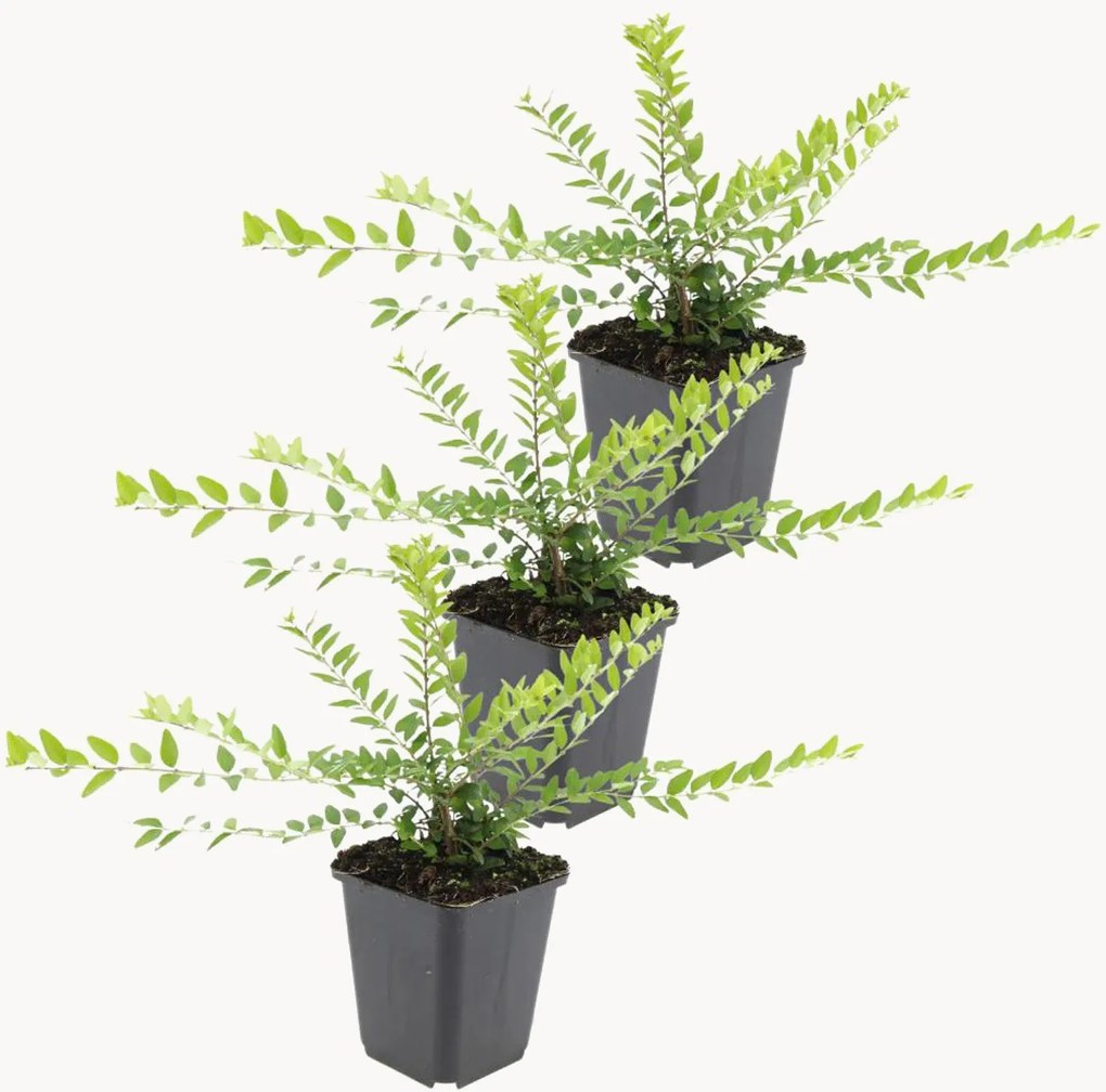 Set di 3 piante vere Lonicera nitida Maigrün