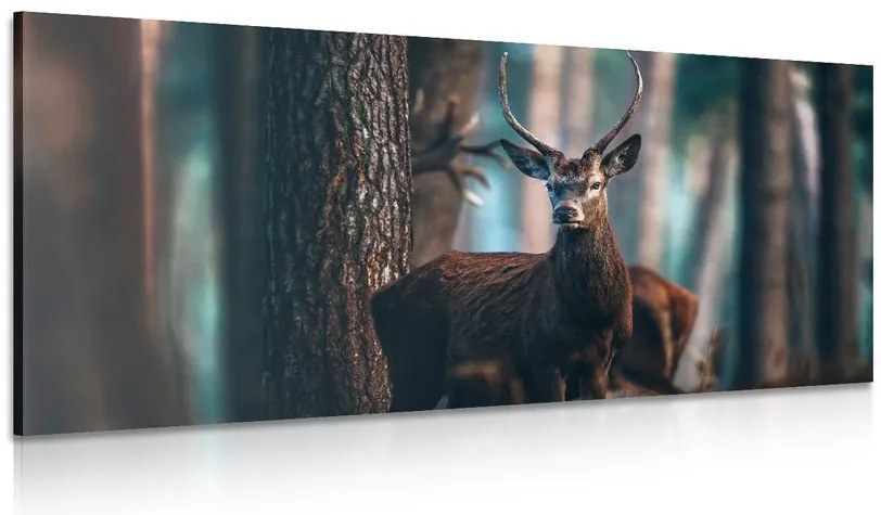 Quadro su tela – Cervo nel bosco