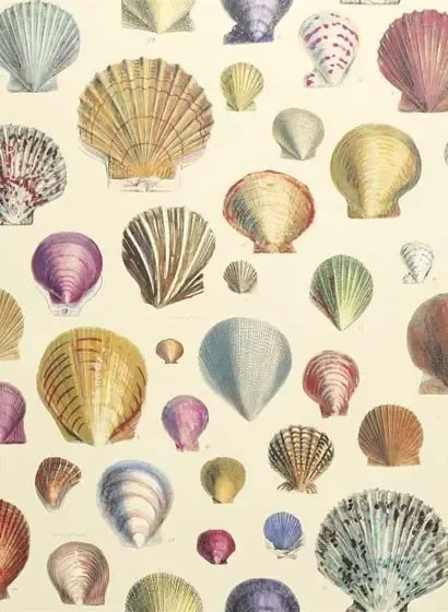 John Derian Carta da parati Captain Thomas Brown Shells - Sepia