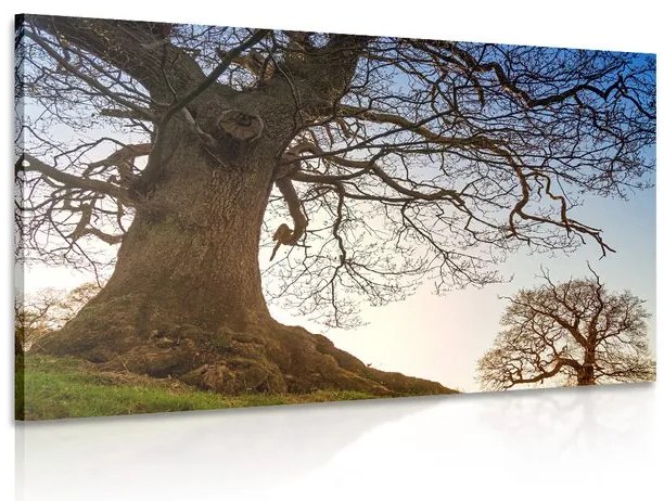 Stampa su tela – Simbiosi degli alberi