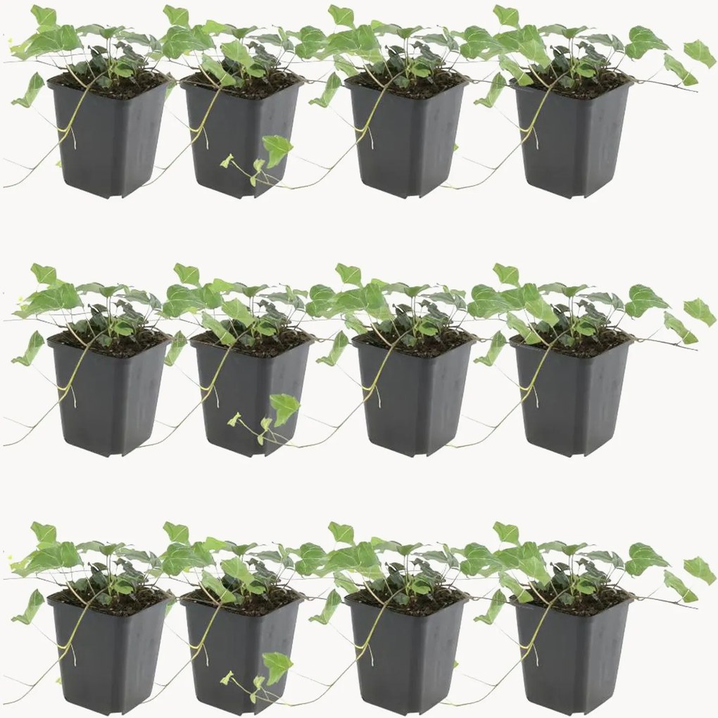 Set di 12 piante vere Hedera helix Glacier