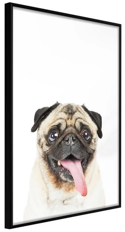 Poster  Funny Pug  Cornice Quadri Cornice nera, Larghezza x Altezza Home decor 30x45