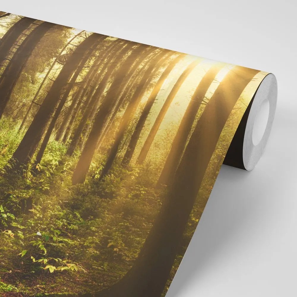 Carta da parati autoadesiva – Foresta illuminata dal sole