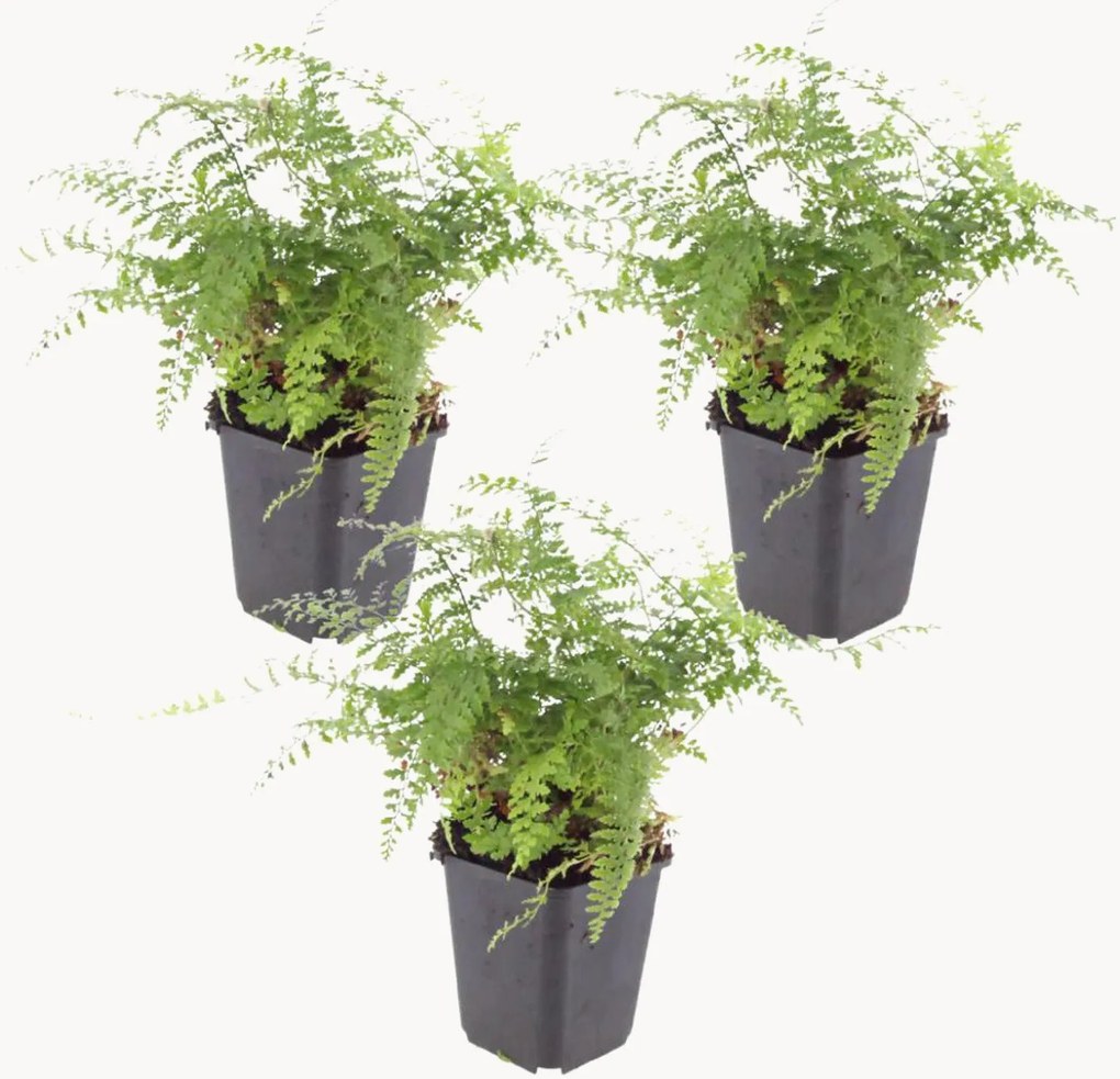 Set di 3 piante vere Soft Shield Fern Polystichum setiferum Herrenhausen