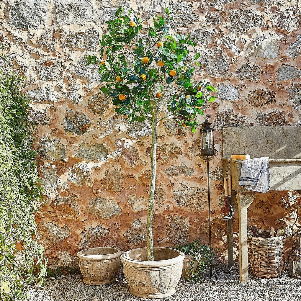 LOBERON Pianta decorativa Delbart