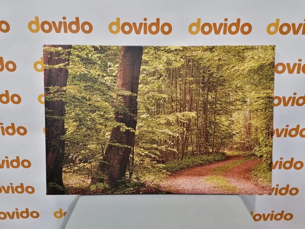 Quadro su tela – Foresta verde