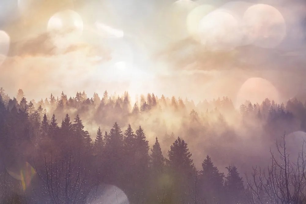 Carta da parati – Nebbia sopra la foresta