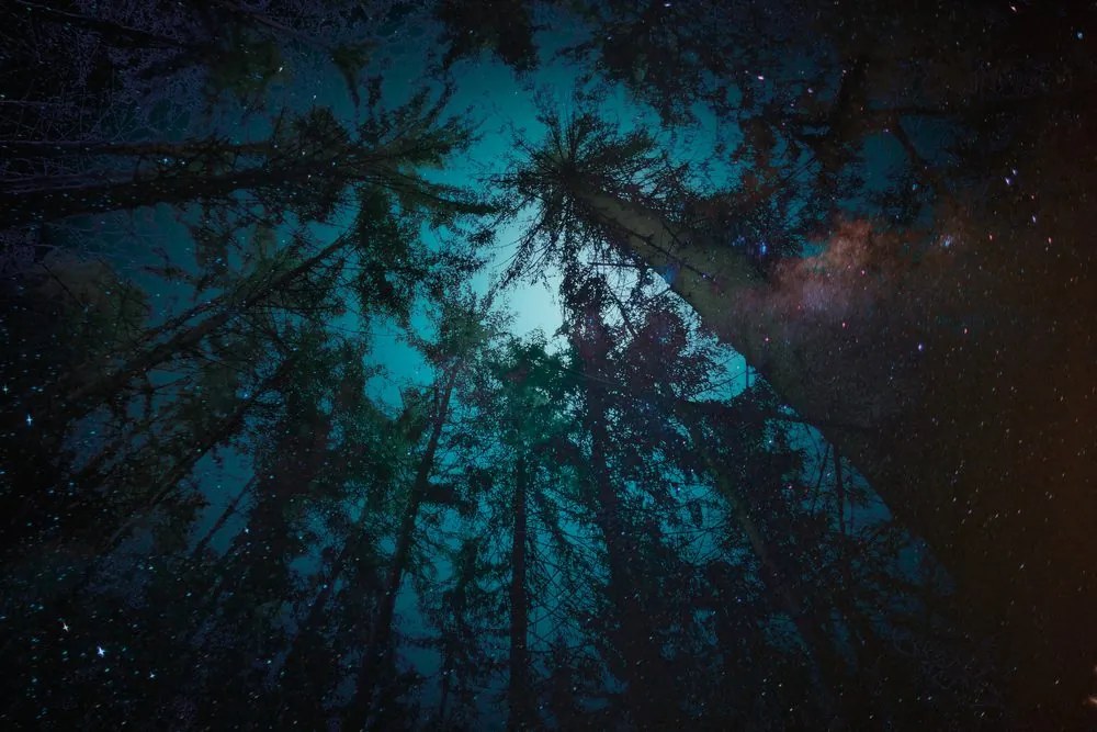 Carta da parati – Notte nel bosco