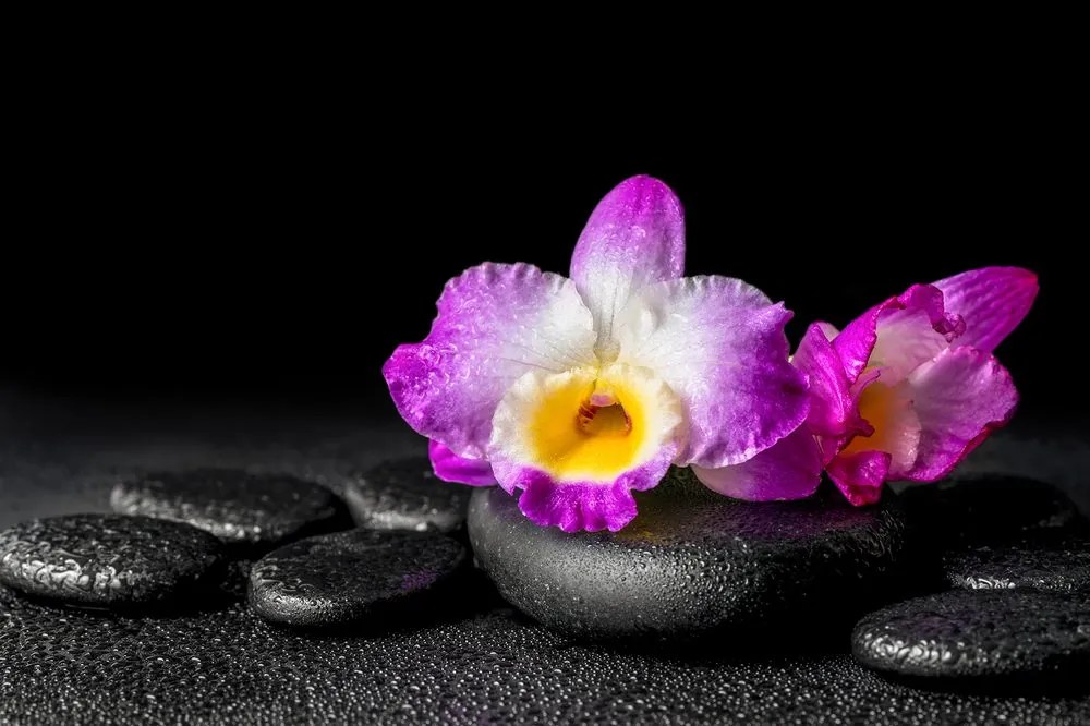 Carta da parati autoadesiva – Orchidea su pietre Zen