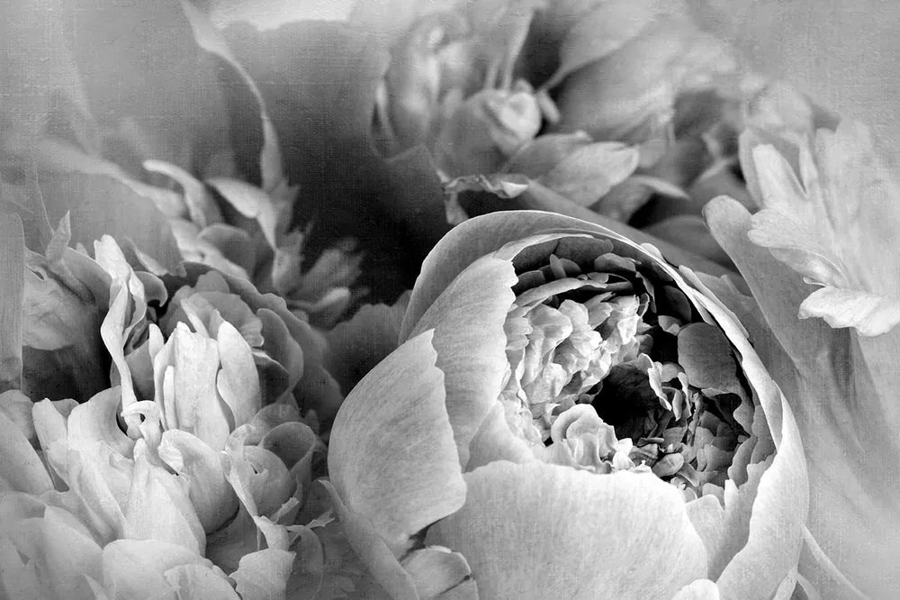 Carta da parati – Petali di fiore in bianco e nero