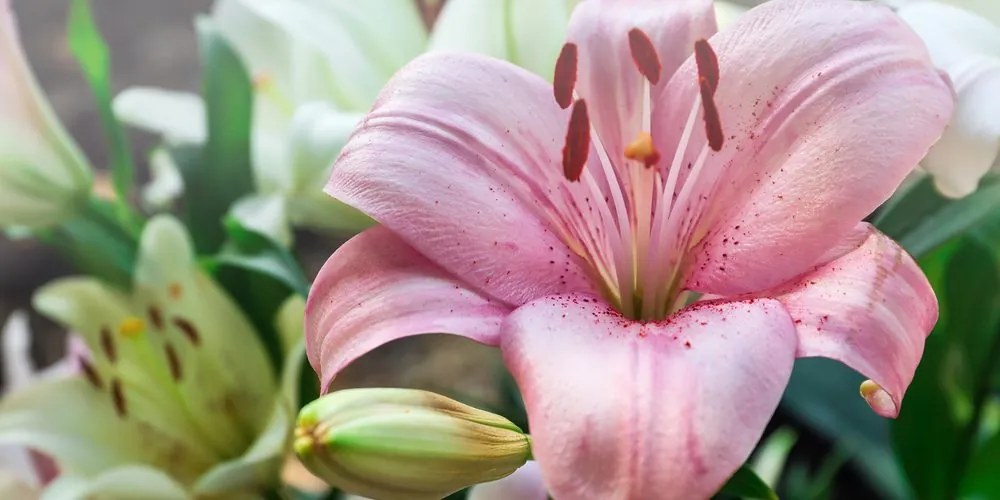 Quadro su tela – Giglio rosa in fiore