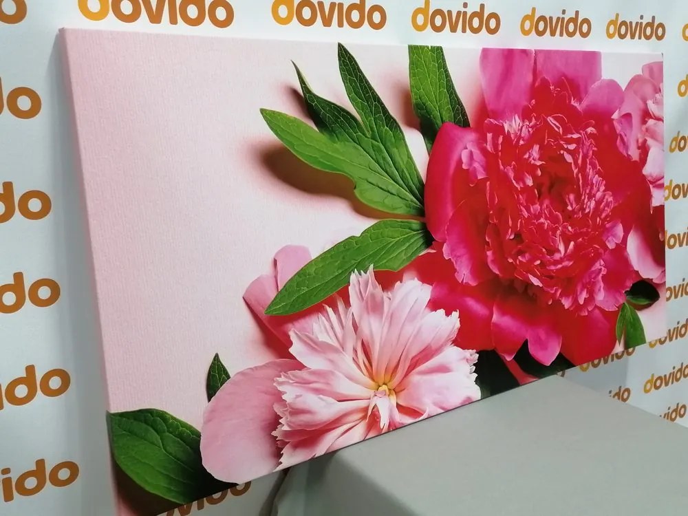 Quadro su tela – Peonie in rosa