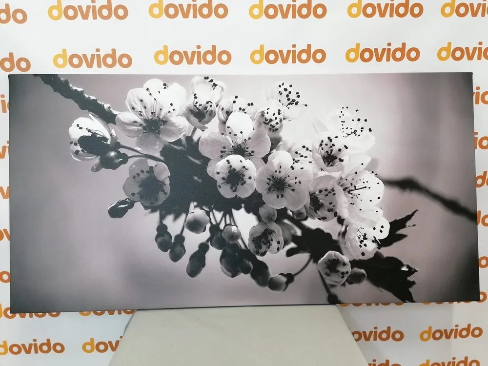 Quadro su tela – Ramo fiorito di ciliegio in bianco e nero
