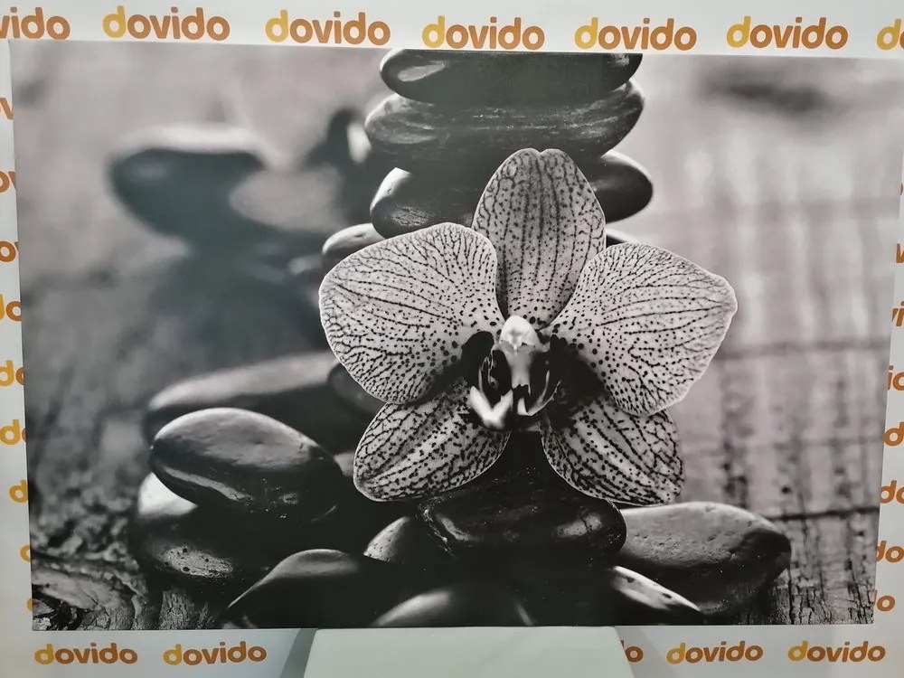 Stampa su tela – Orchidea e pietre Zen in bianco e nero