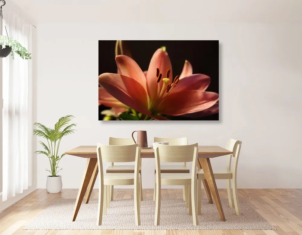 Quadro su tela – Splendido giglio rosa su sfondo nero
