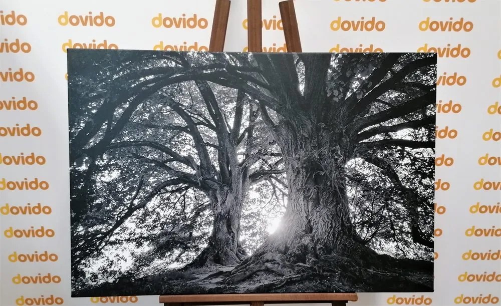 Quadro su tela – Alberi maestosi in bianco e nero