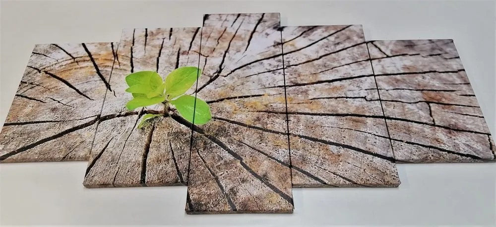 Quadri 5 pezzi – Nascita di una nuova vita