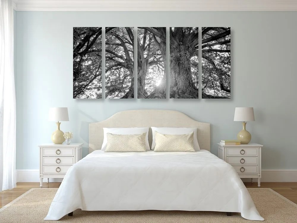 Quadri 5 pezzi – Alberi maestosi in bianco e nero