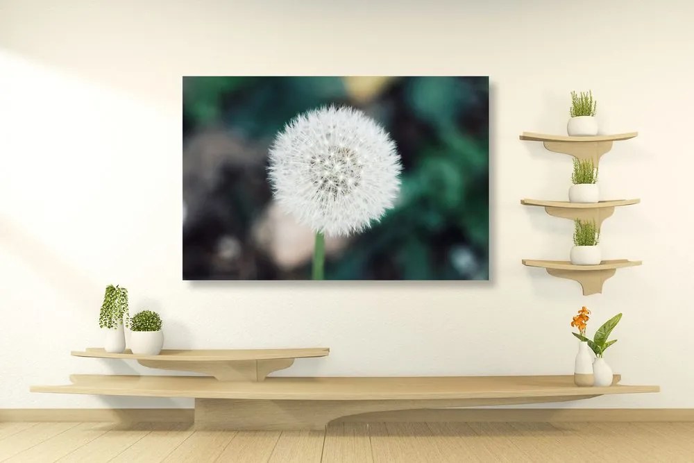 Stampa su tela – Soffione bianco soffice