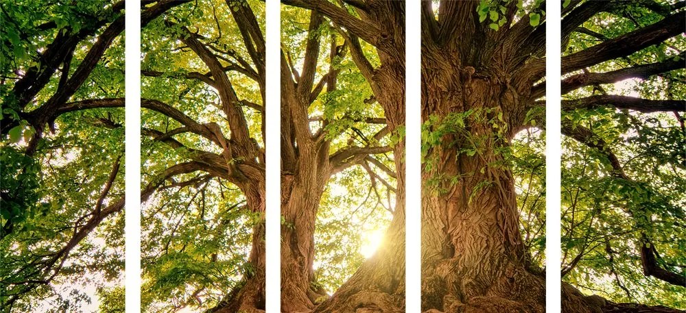 Quadri 5 pezzi – Alberi maestosi