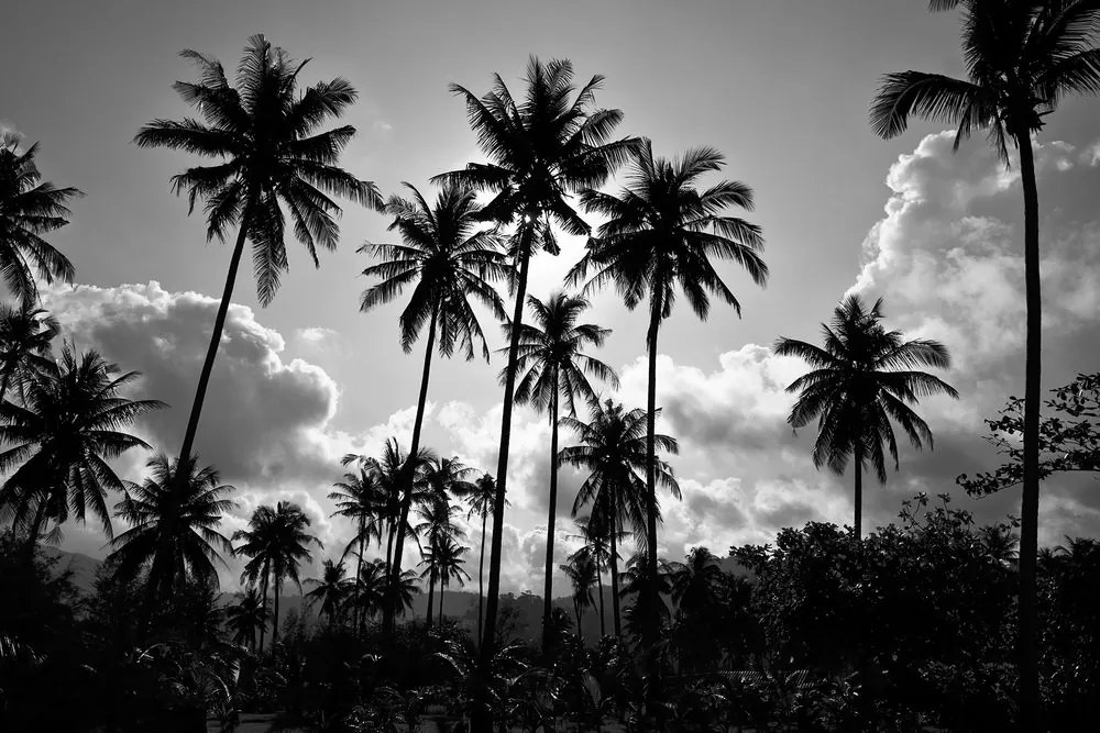 Stampa su tela – Palme di cocco sulla spiaggia in bianco e nero