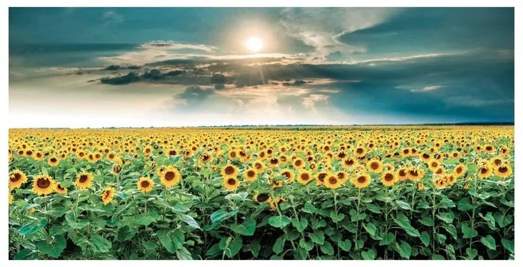 Stampa su tela Sunflowers, multicolore 70 x 140 cm