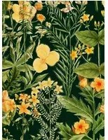Blumentapete Mimulus von MINDTHEGAP - WP20322