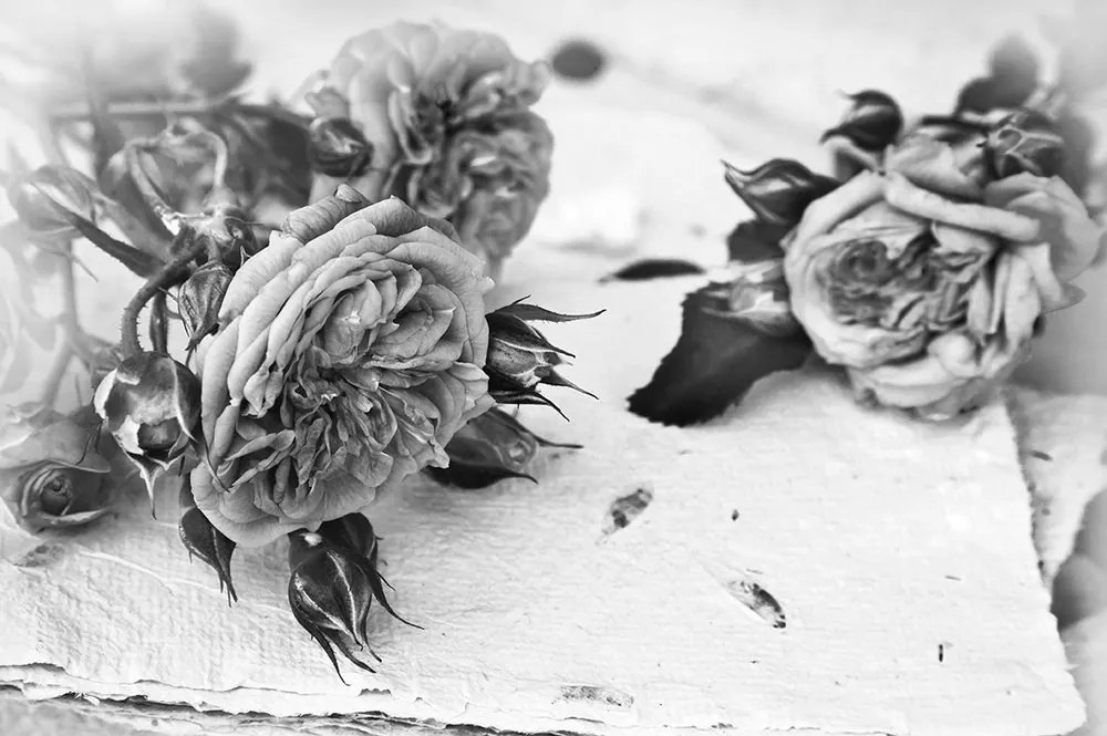 Carta da parati autoadesiva – Rose in fiore in bianco e nero