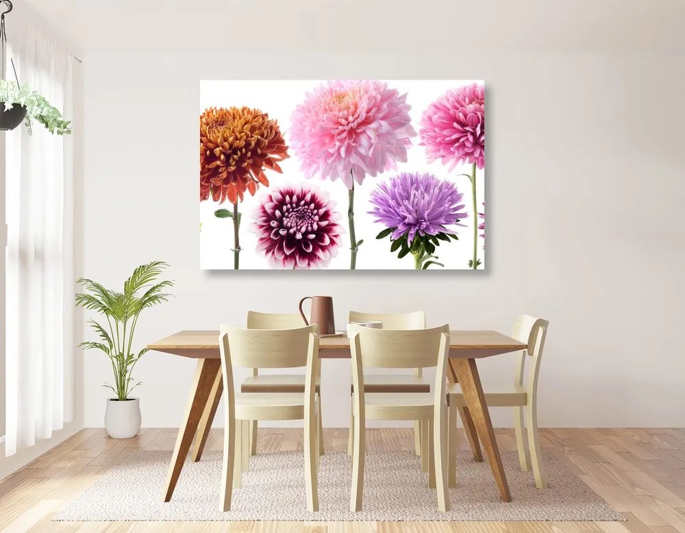 Stampa su tela – Fiori di dalia in design multicolore