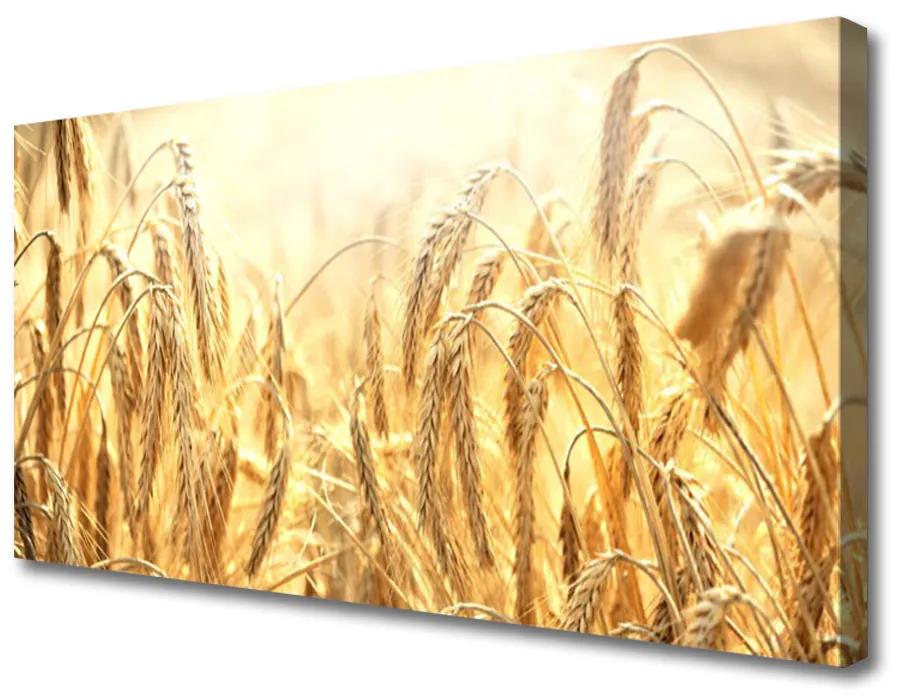 Foto quadro su tela Campo di cereali Orecchie Natura 100x50 cm