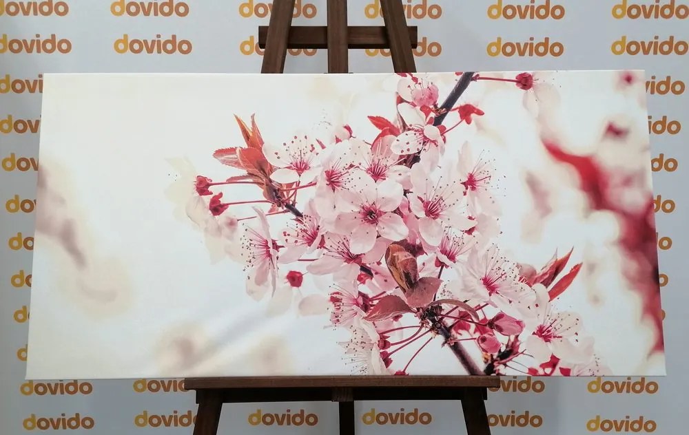 Quadro su tela – Fiori rosa di ciliegio