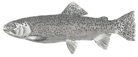 Fotomurale Fish, bianco disegno nero