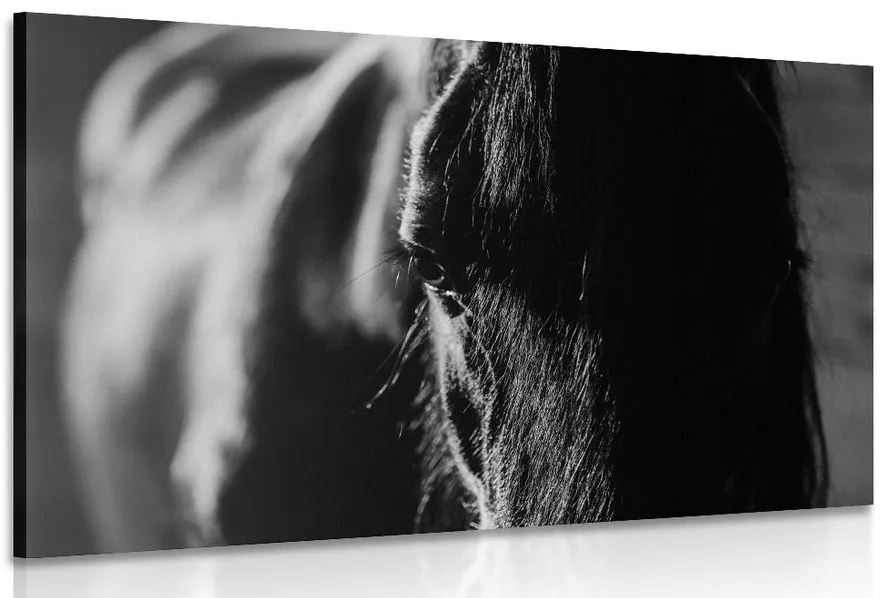 Quadro su tela – Cavallo maestoso in bianco e nero