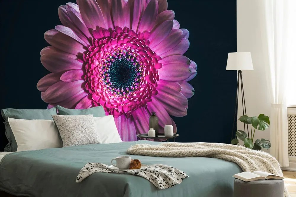 Carta da parati autoadesiva – Gerbera porpora