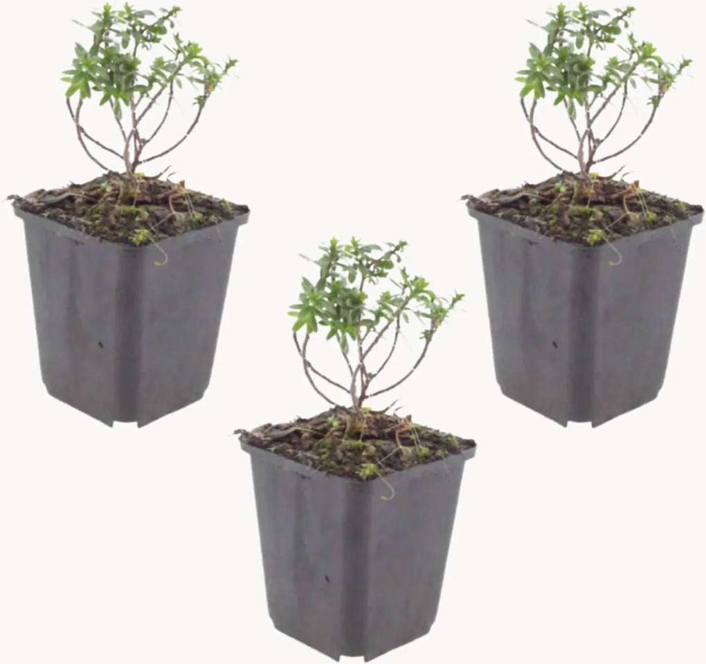 Set di 3 piante vere Candytuft Iberis sempervirens Schneeflocke